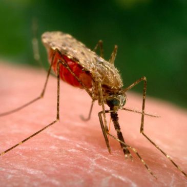 New partnership launched to accelerate the elimination of relapsing P. vivax malaria