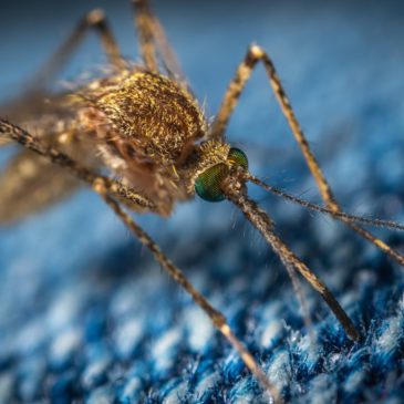 Launch of the updated World Health Organization framework for testing genetically modified mosquitoes