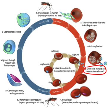 Combined drug therapy utilizing Imatinib in the treatment of Falciparum Malaria