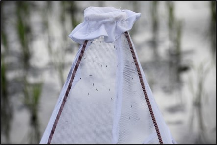 RAM and Malaria: Oops there goes a billion-kilowatt dam