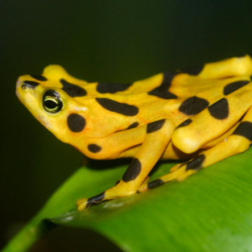 Frog Loss:  A Lesson in Ecology
